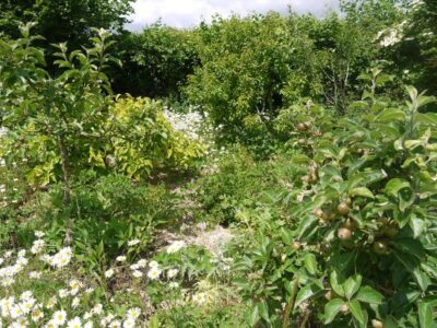 Designing & Planting Your Own Forest Garden: Selecting Trees for the Top Canopy Image